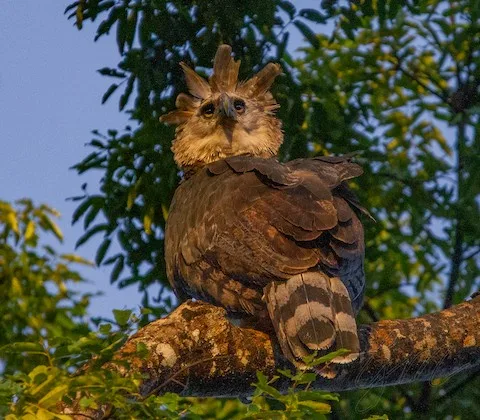 A close-up photo of a harpy eagle perched on a tree branch, showing its distinctive feathered crest, large dark eyes, and…