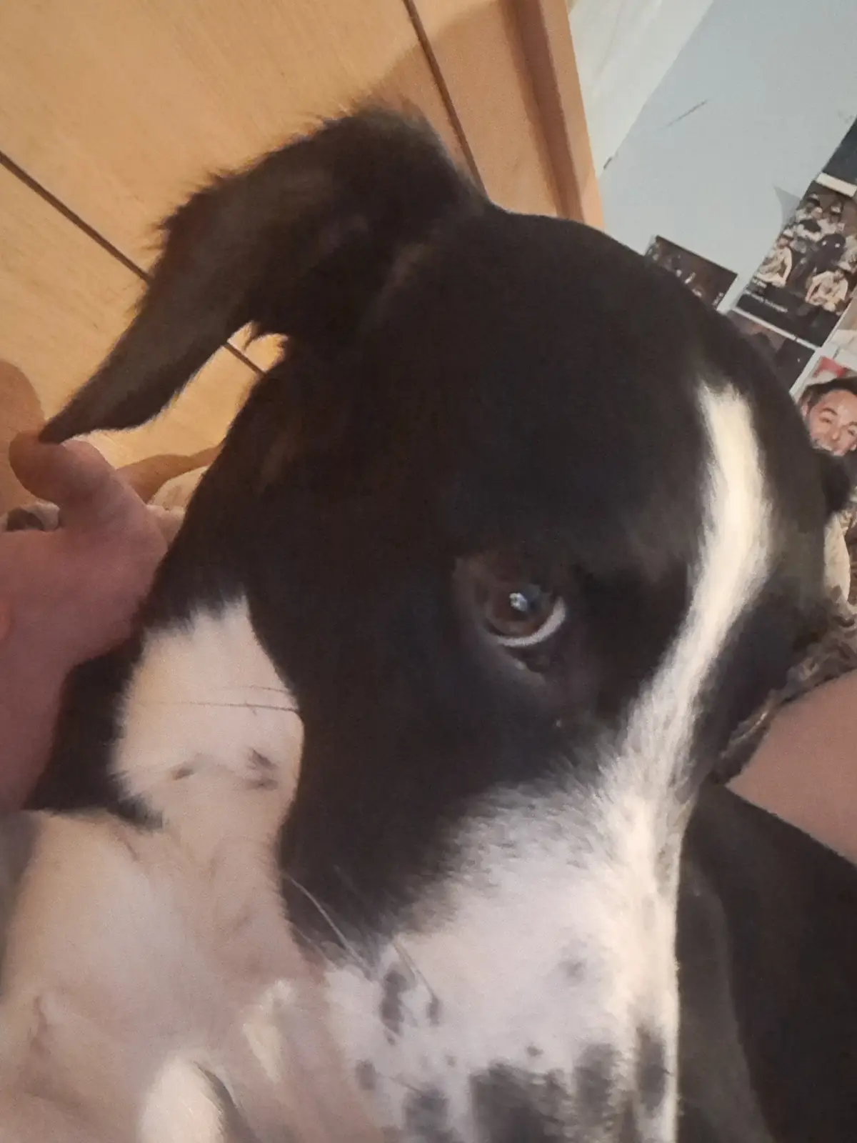 A close-up photo of a black and white dog with one ear flopped down, looking directly at the camera with a sad or pleading…