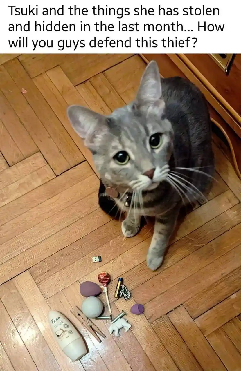 A gray tabby cat named Tsuki sits on a wooden floor looking up, surrounded by various small stolen items including a Dove…