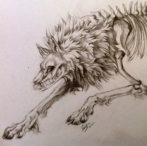 A detailed pencil sketch of a wolf-like creature with a visible skeletal structure beneath its fur, appearing to run or…