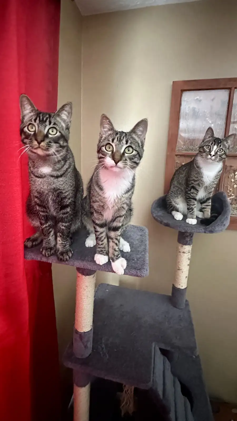 Three tabby cats with white paws and chests are sitting on different levels of a grey cat tree, looking directly at the…