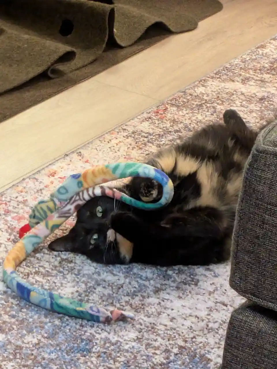 Smudge Takes on the Catnip Snake Challenge