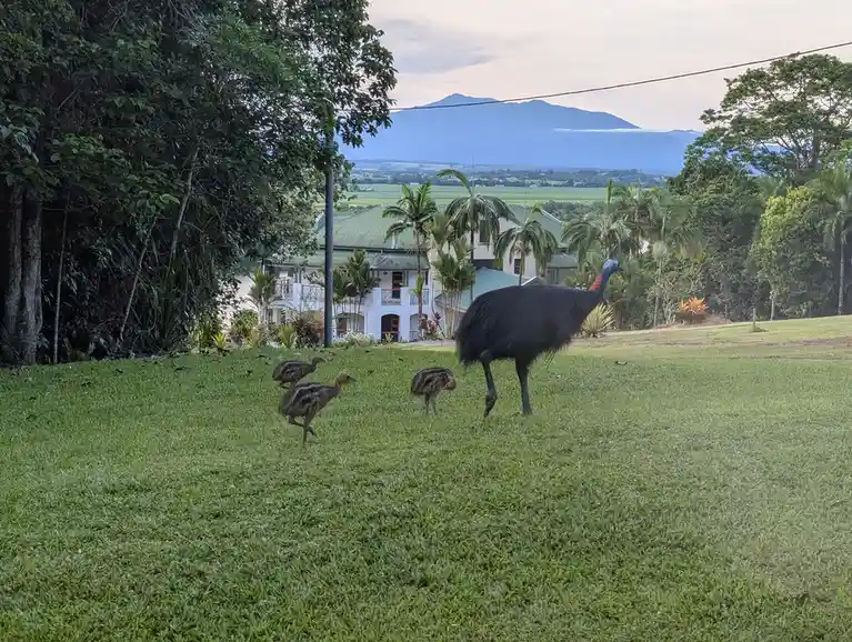 A large, black cassowary with a blue neck and red wattle walks across a green lawn, followed by three smaller cassowary…