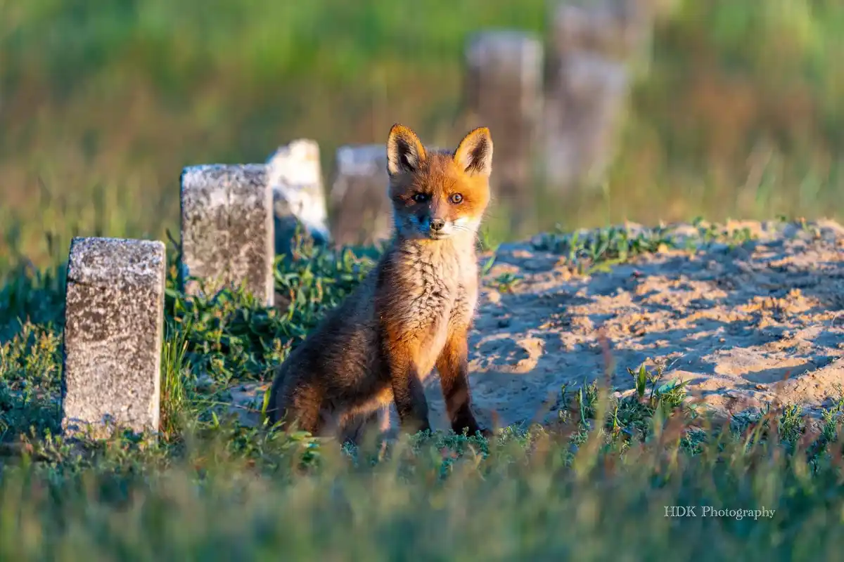 A young red fox sits upright in a grassy field beside weathered tombstones, looking directly at the camera with a calm…