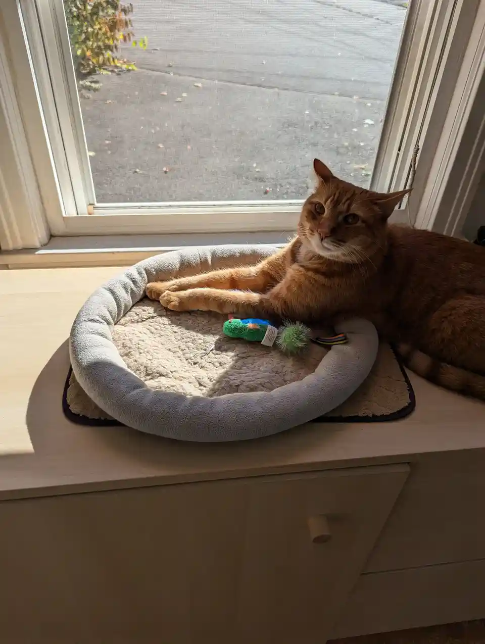An orange tabby cat lounges comfortably in a grey, circular pet bed placed on a windowsill, basking in sunlight. The cat…