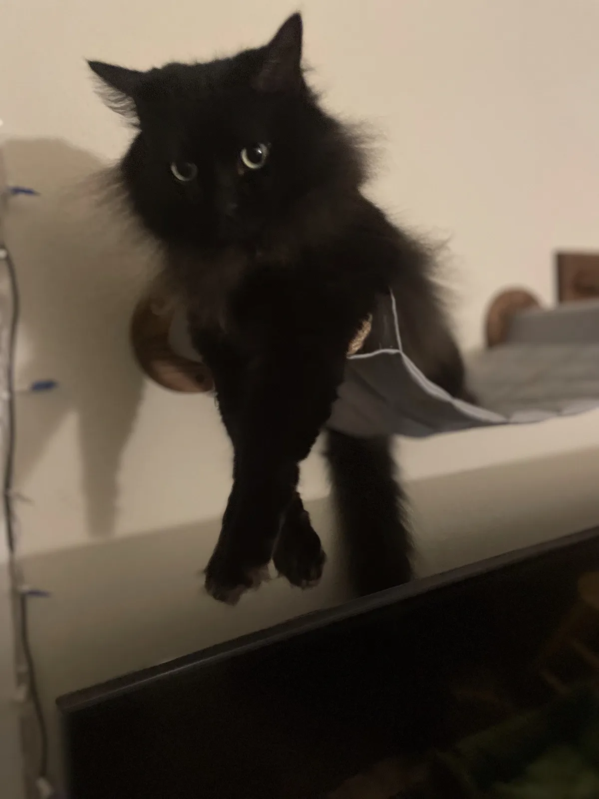 A long-haired black cat is captured mid-air, appearing to float above a dark surface, with its front paws dangling and wide…