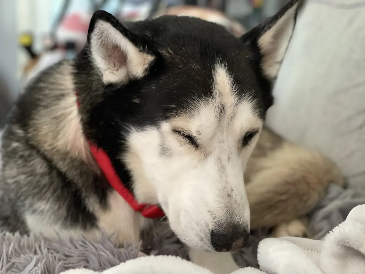 A close-up photo of a black and white husky with one eye closed and the other half-open, looking sleepy while wearing a red…