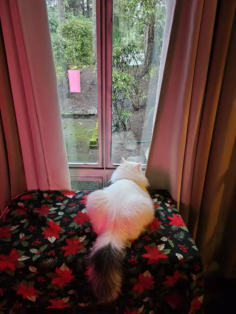 A fluffy white cat sits on a poinsettia-patterned blanket on a windowsill, looking out at a rainy garden with trees and a…
