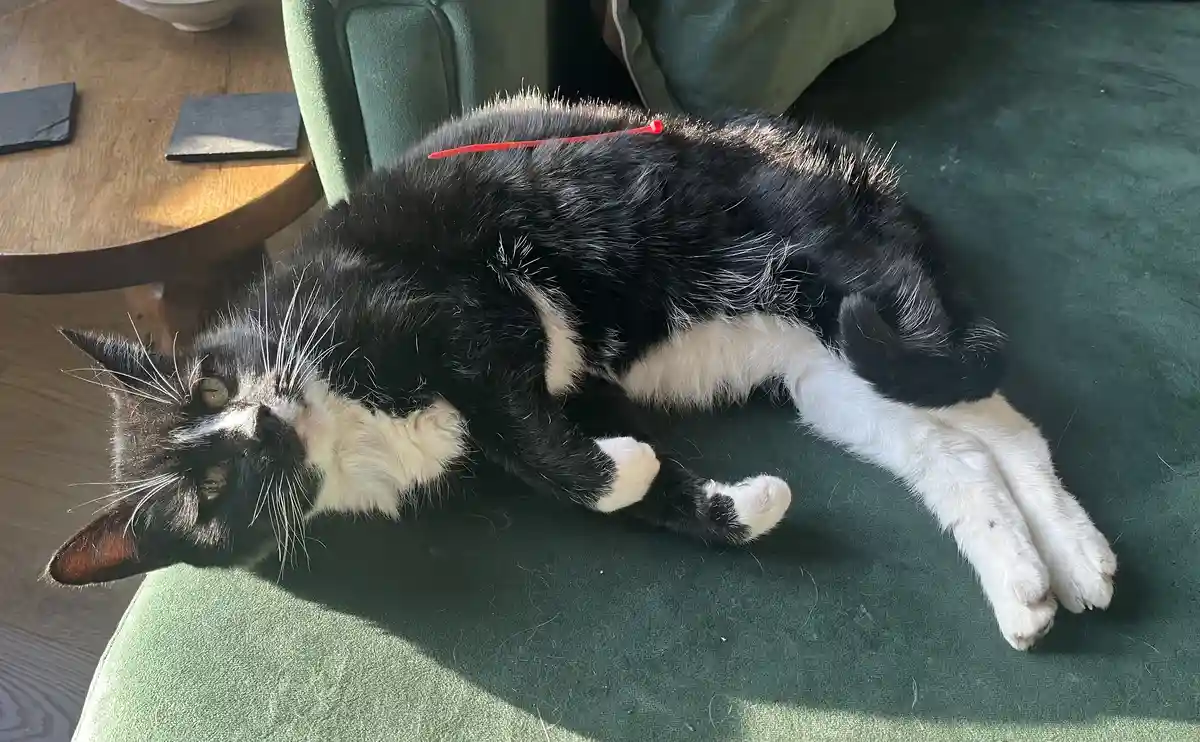 A black and white cat is lying on its side on a green couch, looking relaxed and slightly dazed. A red plastic zip tie is…