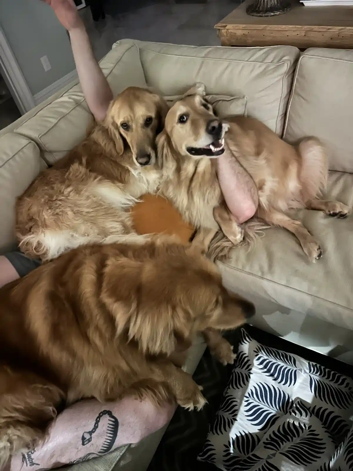Three golden retrievers are lounging on a beige couch with a person whose arms and legs are visible. One dog is lying on the…