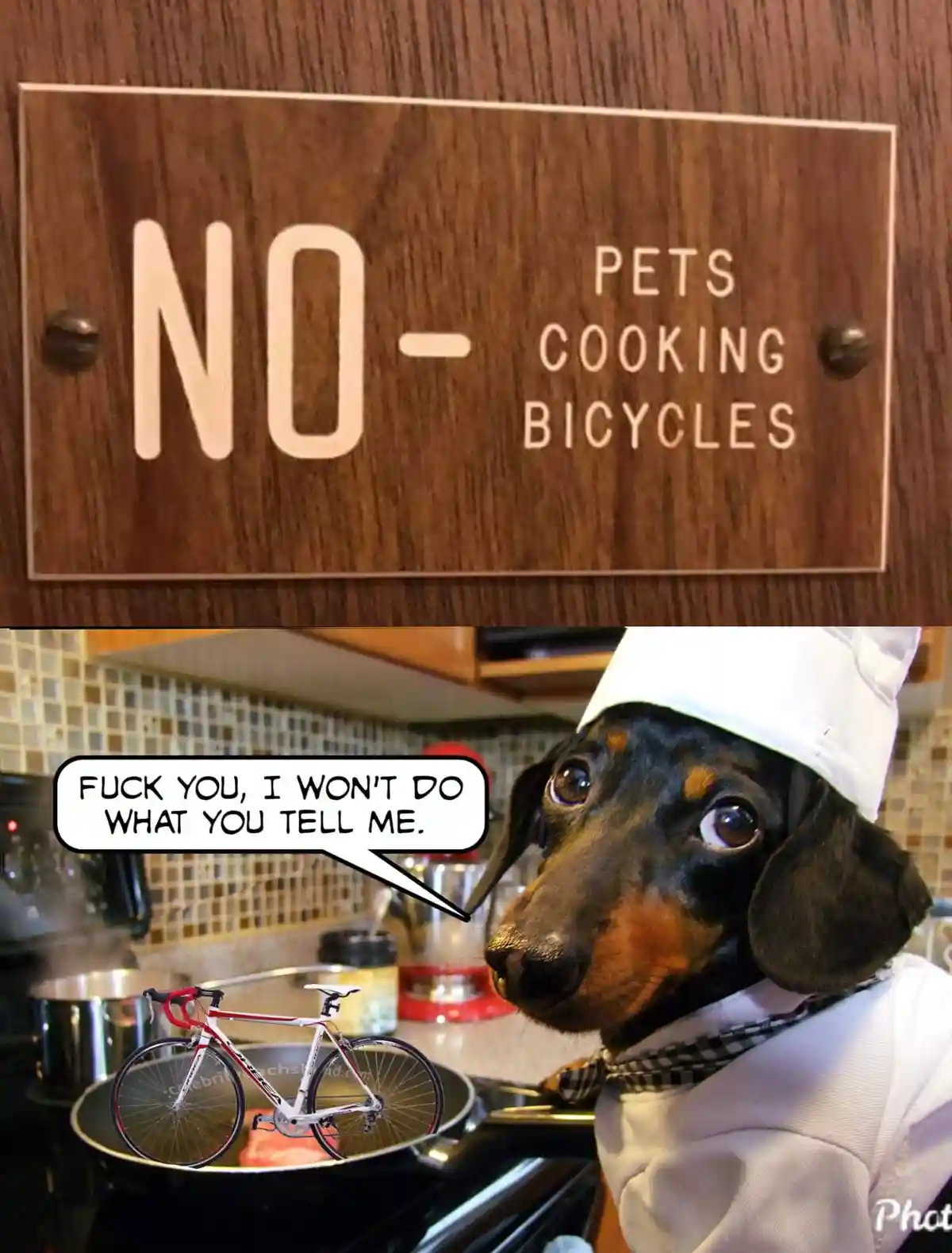 A wooden sign reads 'NO - PETS COOKING BICYCLES'. Below, a dachshund in a chef's hat and apron looks defiantly at a bicycle…