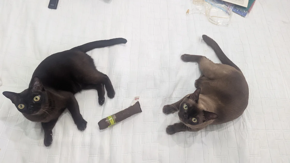 Two cats, one black and one brown, lie on opposite sides of a white quilted bedspread, staring intently at a cigar-shaped…