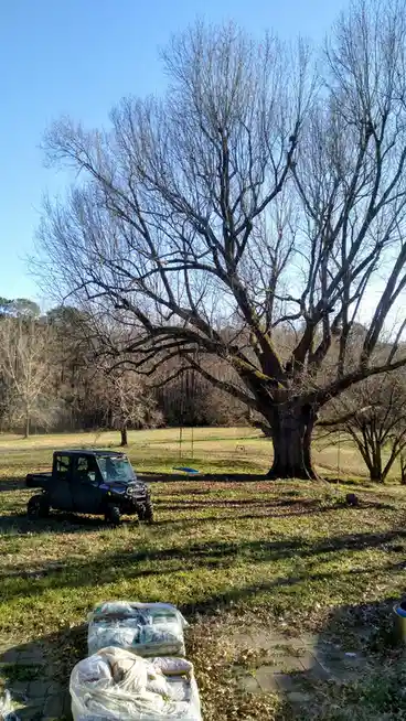 A large, leafless tree dominates a grassy yard under a clear blue sky, with a black utility vehicle parked nearby and…
