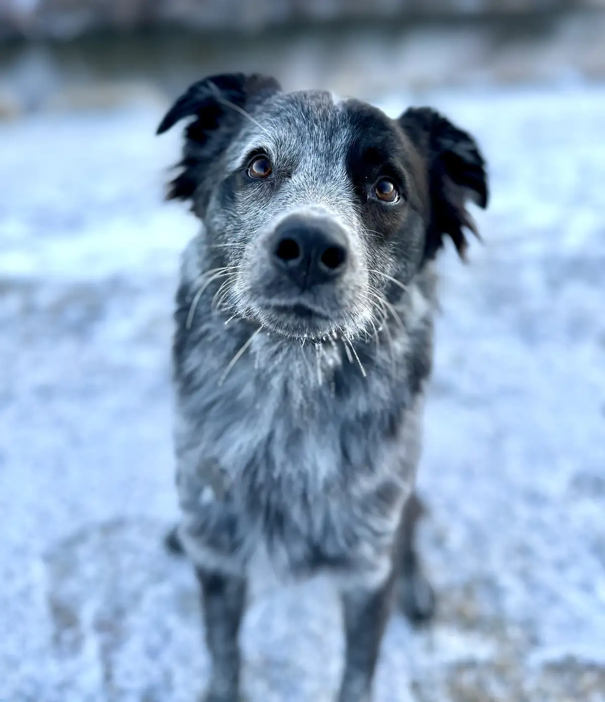 A close-up photo of a black and grey dog with ice crystals on its whiskers and fur, standing in a snowy, icy environment…