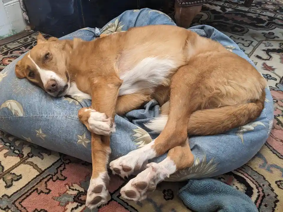 a tan and white dog is curled up asleep on a blue denim-like dog bed with star and moon patterns, resting on a colorful…
