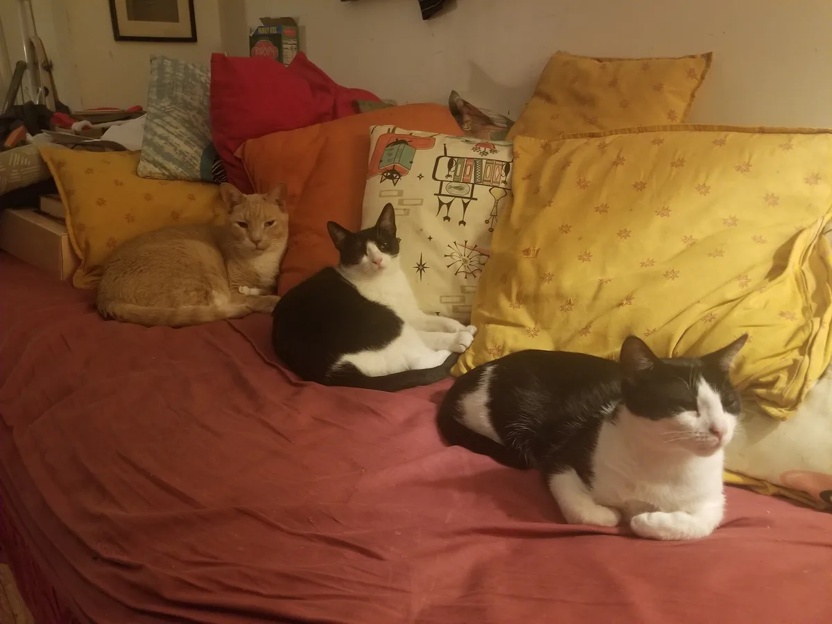 Three cats are lounging on a bed covered with a red sheet and surrounded by colorful pillows, including yellow, orange, and…