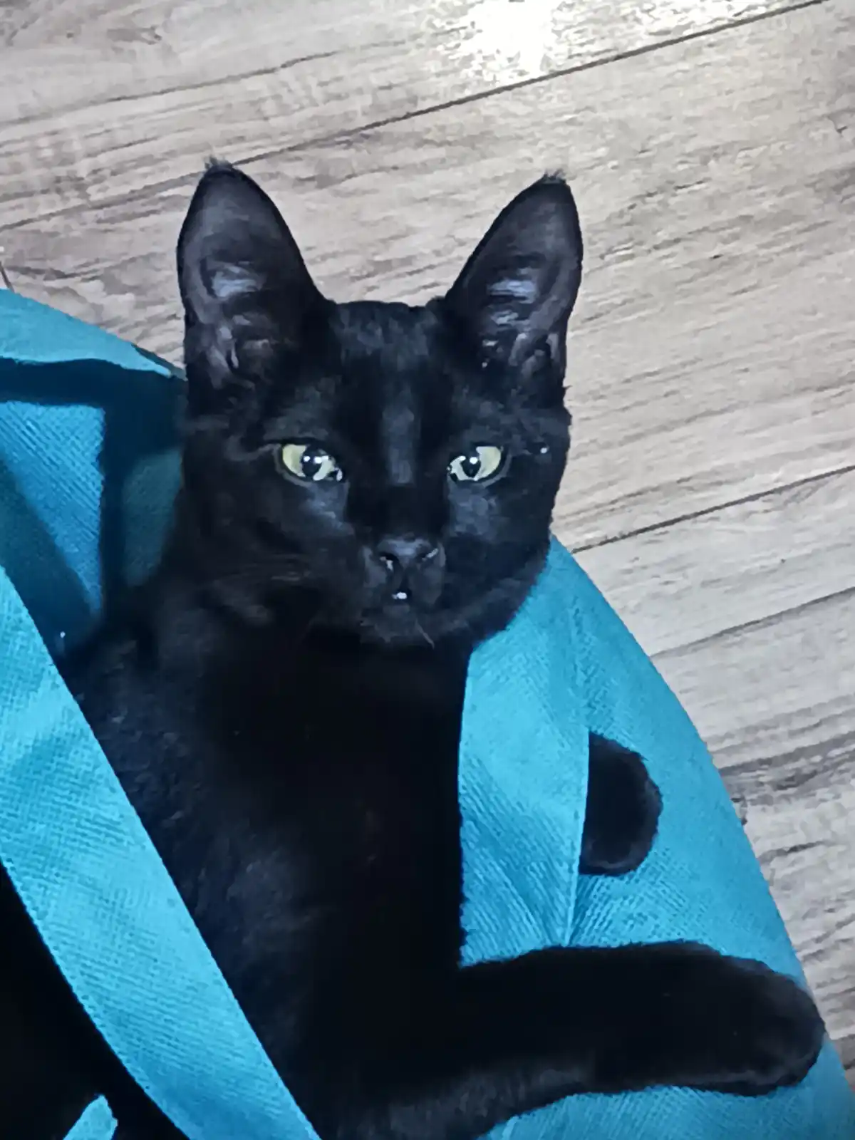 A black cat with bright yellow eyes sits on a light-colored wooden floor, wrapped in a bright blue bathrobe that has a large…