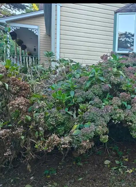 A large, overgrown hydrangea bush with many dried, brown flower heads and some greenish-purple blooms, situated in front of…