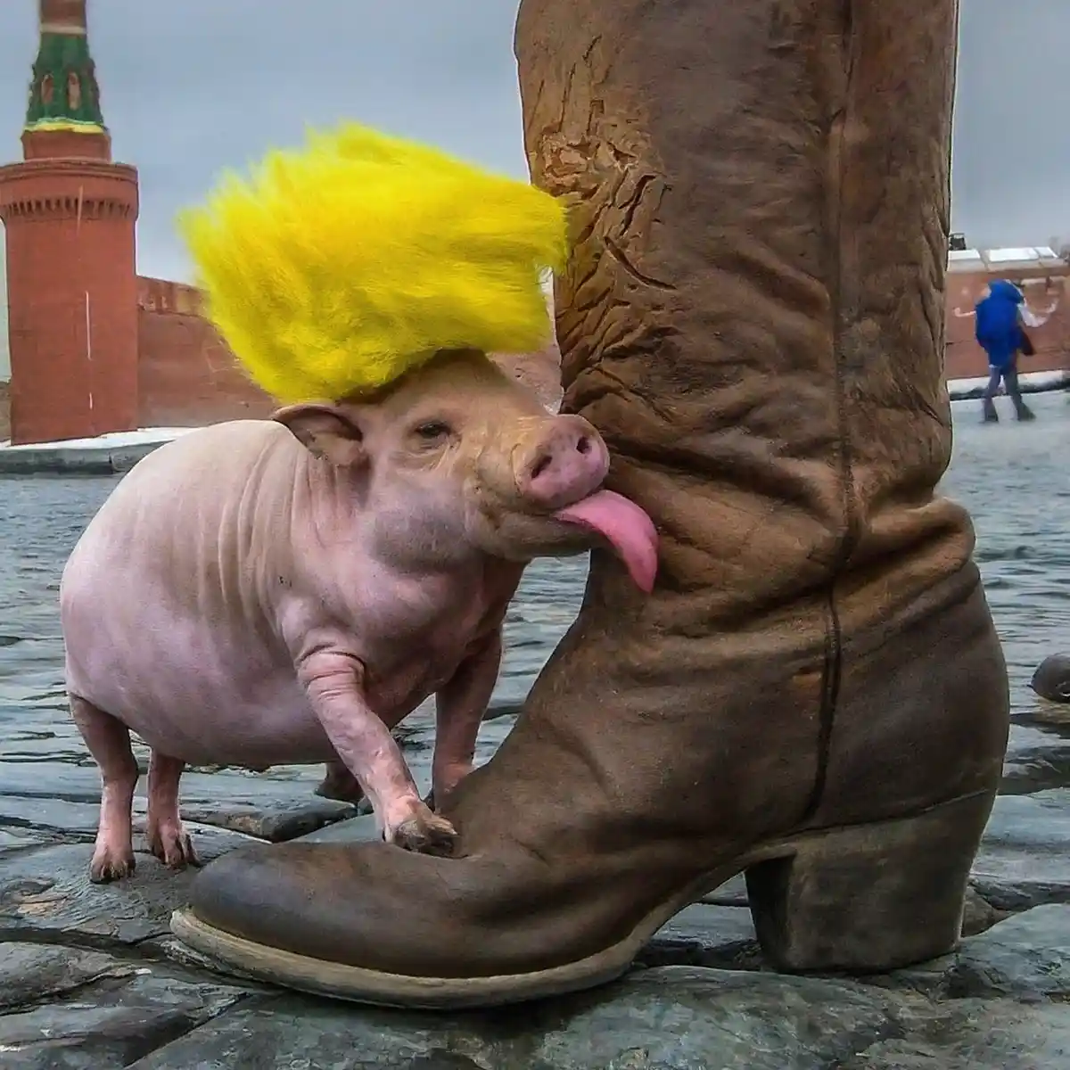 A hairless pig wearing a bright yellow wig sticks its tongue out to lick a large brown cowboy boot. The pig stands on a…