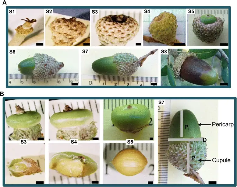The image displays two rows of scientific photographs of acorns at various developmental stages, labeled S1 through S8, with…
