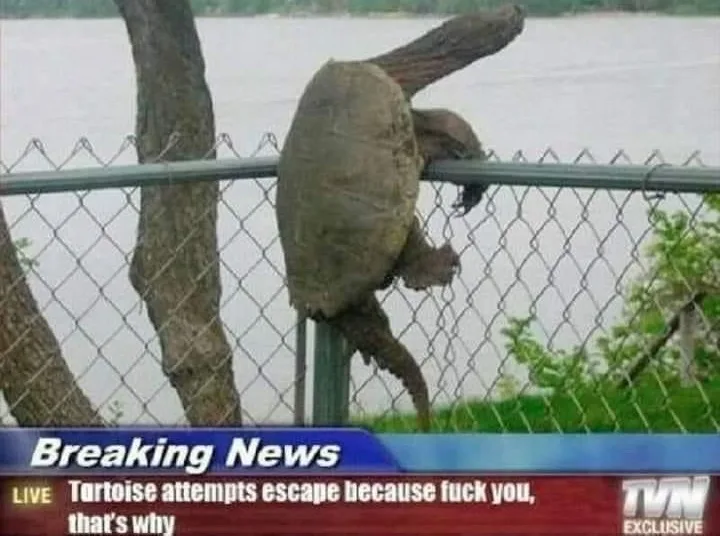 A tortoise is seen clinging to the top of a chain-link fence with its front legs and head, appearing to attempt an escape…