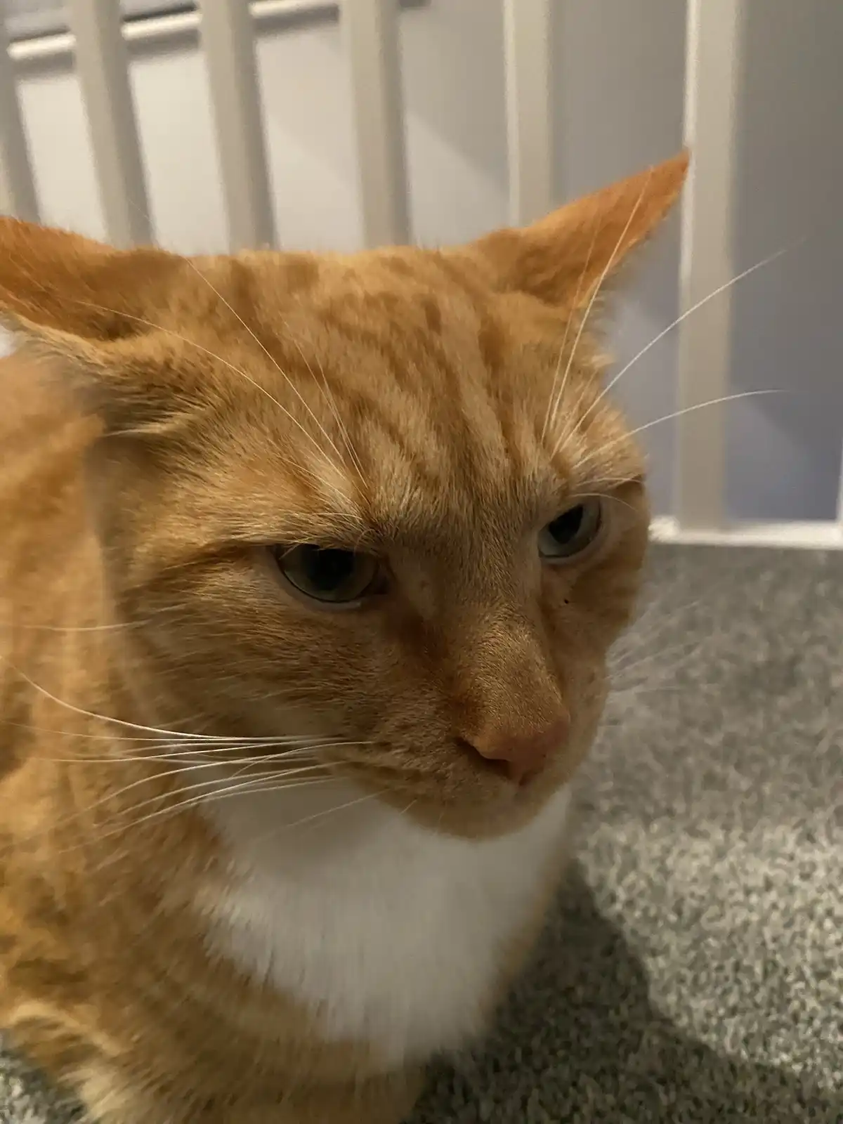 A close-up photo of an orange tabby cat with a white chest, looking directly at the camera with a visibly unimpressed…
