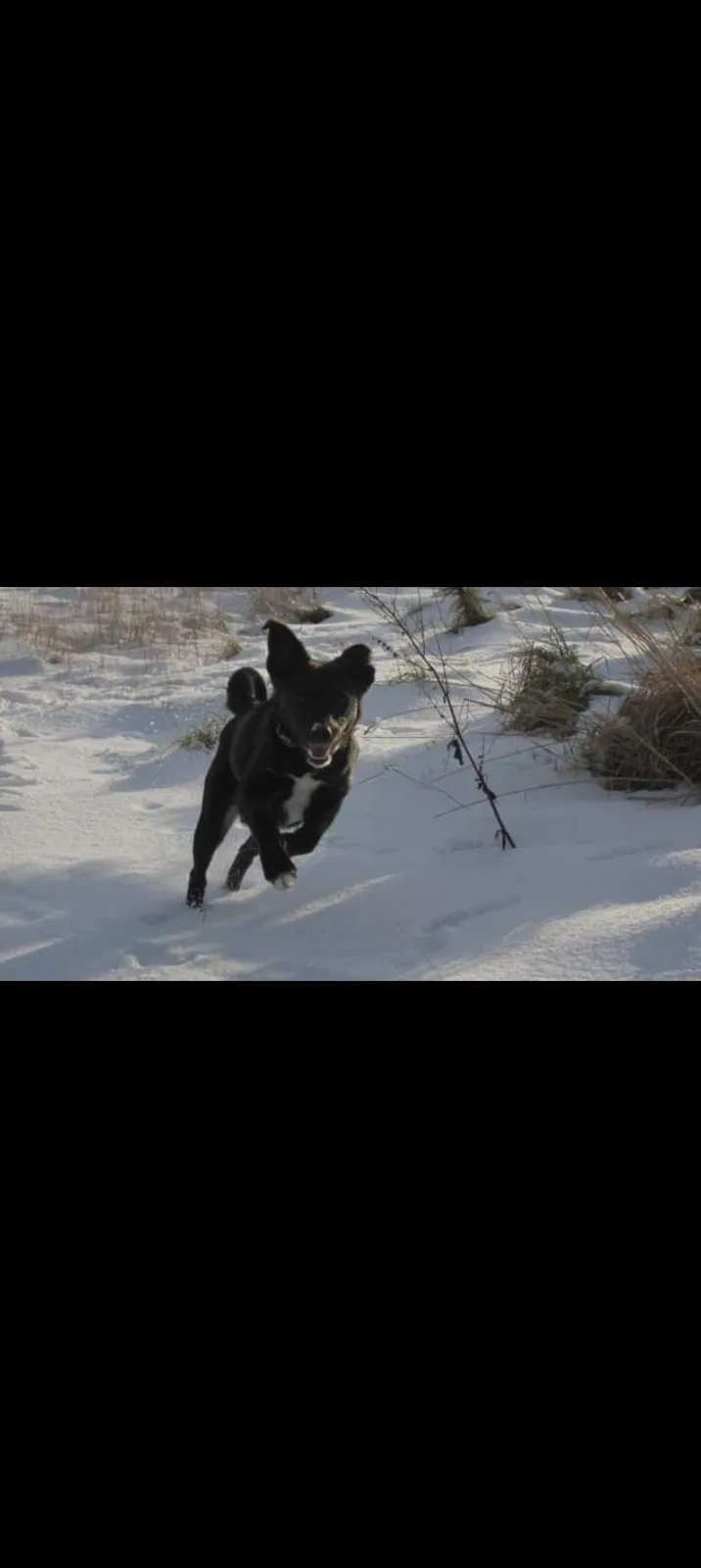 A black dog with a white chest runs joyfully toward the camera through a snowy field, its paws kicking up snow. The image…