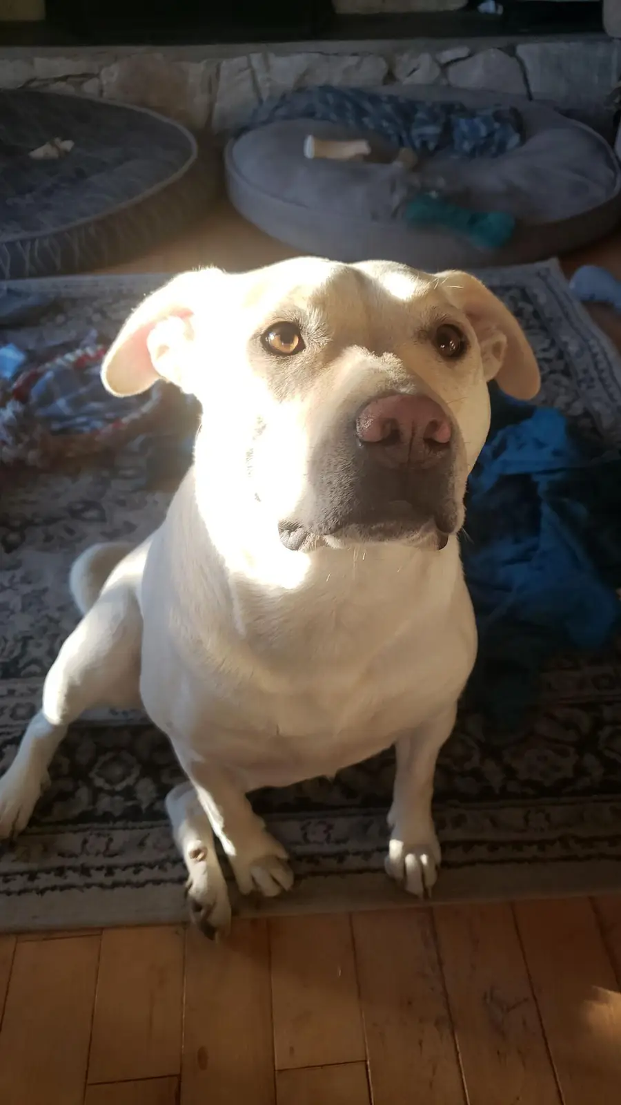 A light-colored dog sits on a patterned rug indoors, looking directly at the camera with a calm, slightly pleading…