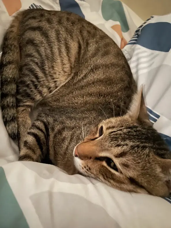 A tabby cat with brown and black stripes is curled up sleeping on a bed with a patterned duvet. Its eyes are half-open…
