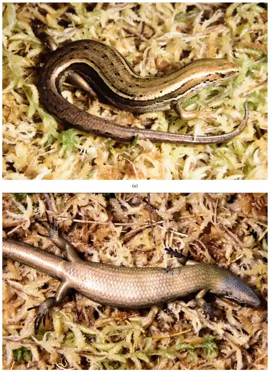 The Mysterious Okruru Skink: Possibly Gone Forever