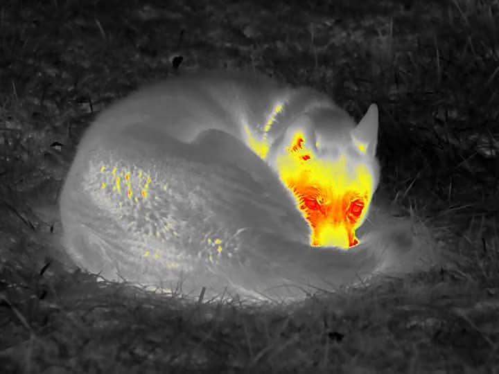 A thermal imaging photo shows a fox curled up in grass, with its head and face glowing intensely in yellow and orange, while…