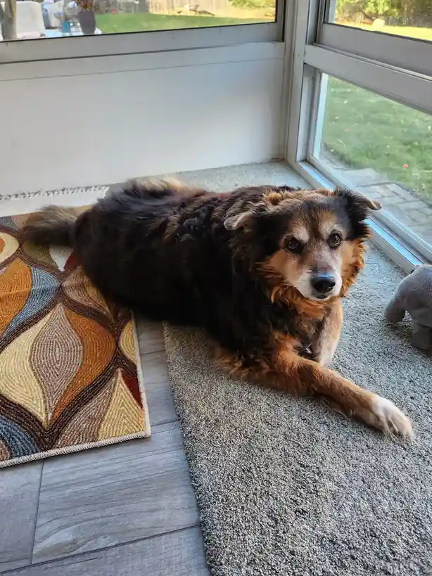 A medium-sized, fluffy dog with dark brown and tan fur lies on a grey carpet next to a patterned rug, looking directly at…