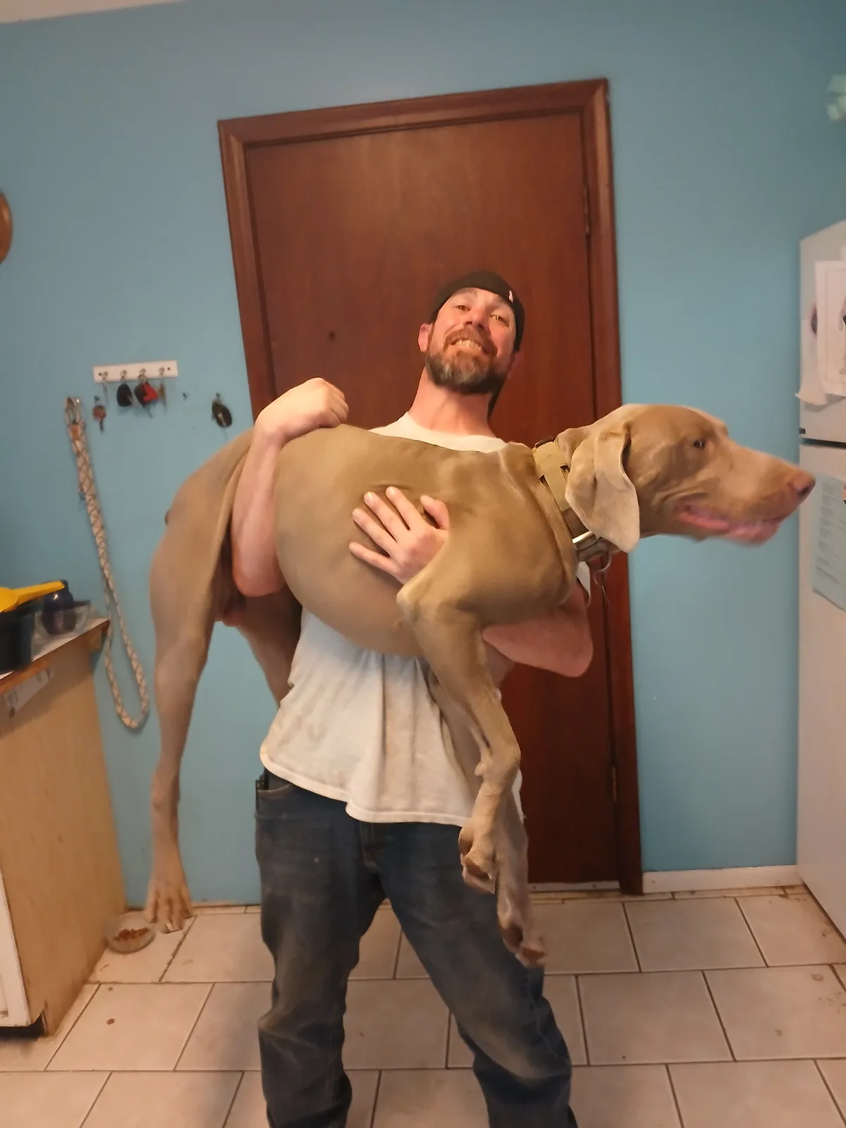 A man with a beard and backward cap is holding a large, light-brown Weimaraner dog in a kitchen, smiling at the camera while…