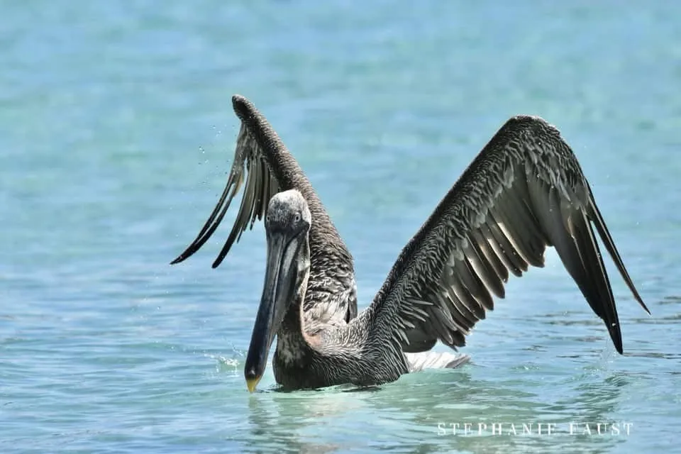 A brown pelican stands in clear blue water with its wings spread wide, splashing droplets as it dips its beak into the…