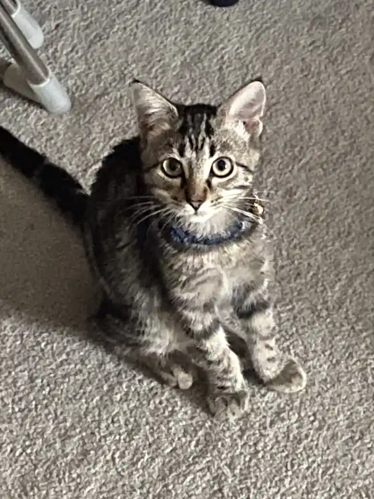 A tabby kitten with wide, startled eyes sits on a gray carpet, wearing a blue collar, looking directly at the camera with an…
