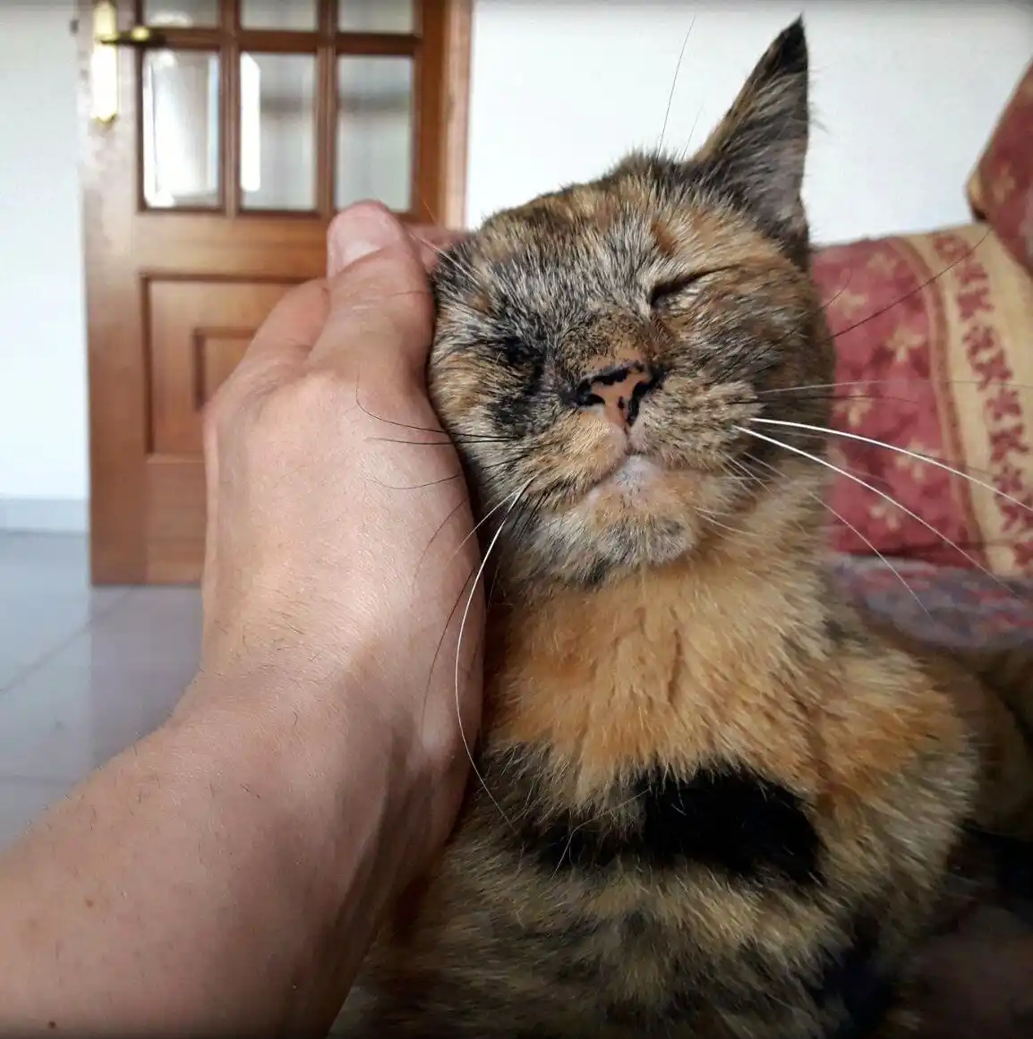 Little kitty