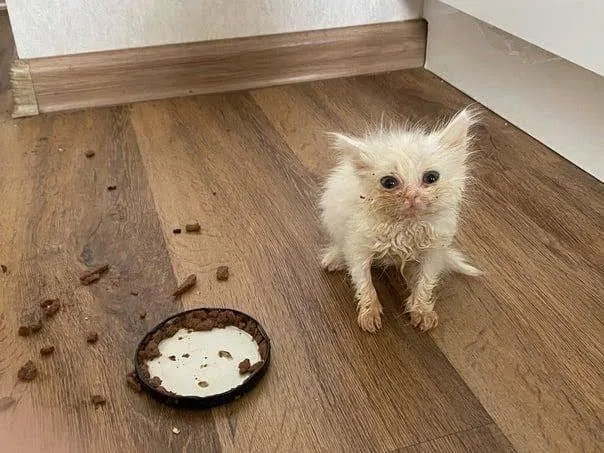 A small, fluffy, messy white kitten sits on a wooden floor next to an empty, licked-clean pet food bowl with scattered…