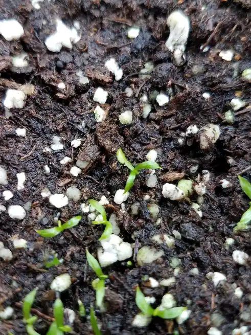 A close-up photo shows dark, moist soil with small green seedlings sprouting and numerous white, granular particles…
