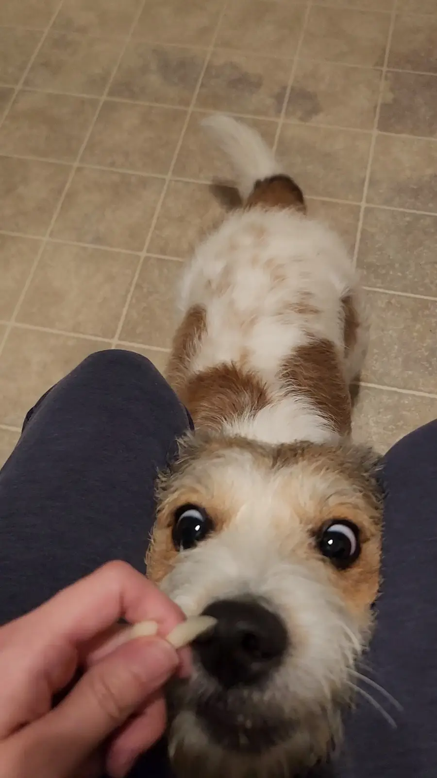 A small, scruffy brown and white dog with wide, digitally exaggerated eyes looks up at a human hand holding a small, pale…