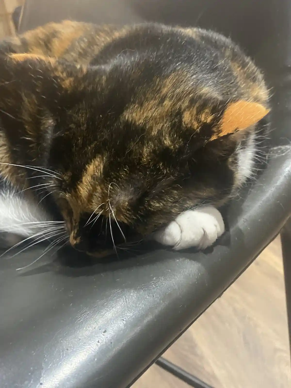 Crumble's Daily Snapshot of Adorableness