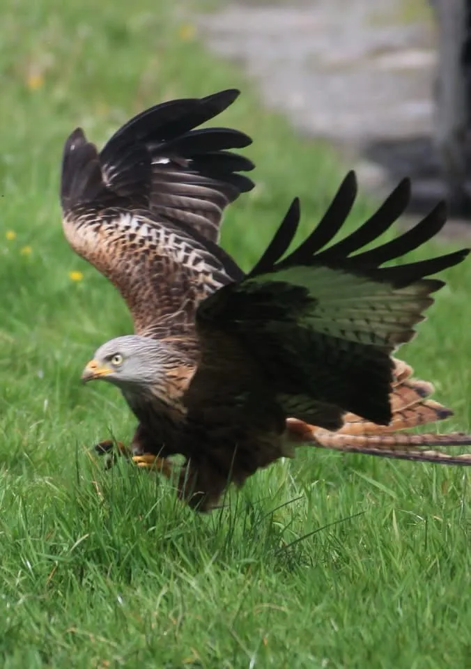 A red kite with brown and black feathers is captured mid-motion on green grass, wings spread wide as if landing or taking…