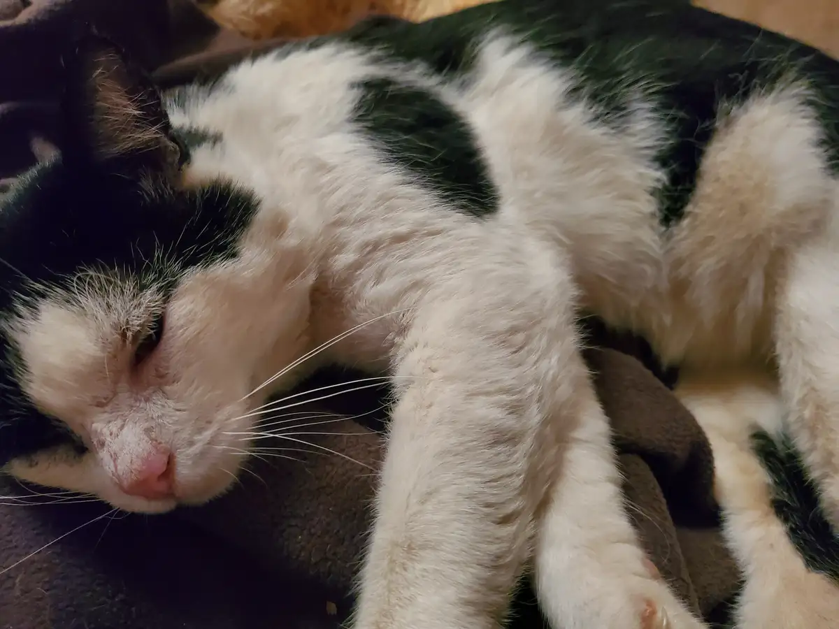 A black and white cat is curled up and sleeping soundly on a dark blanket, its eyes half-closed and one paw extended. The…