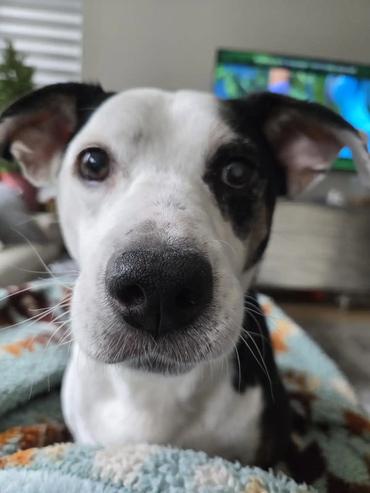 A close-up photo of a black and white dog with large, expressive brown eyes looking directly at the camera, its nose filling…