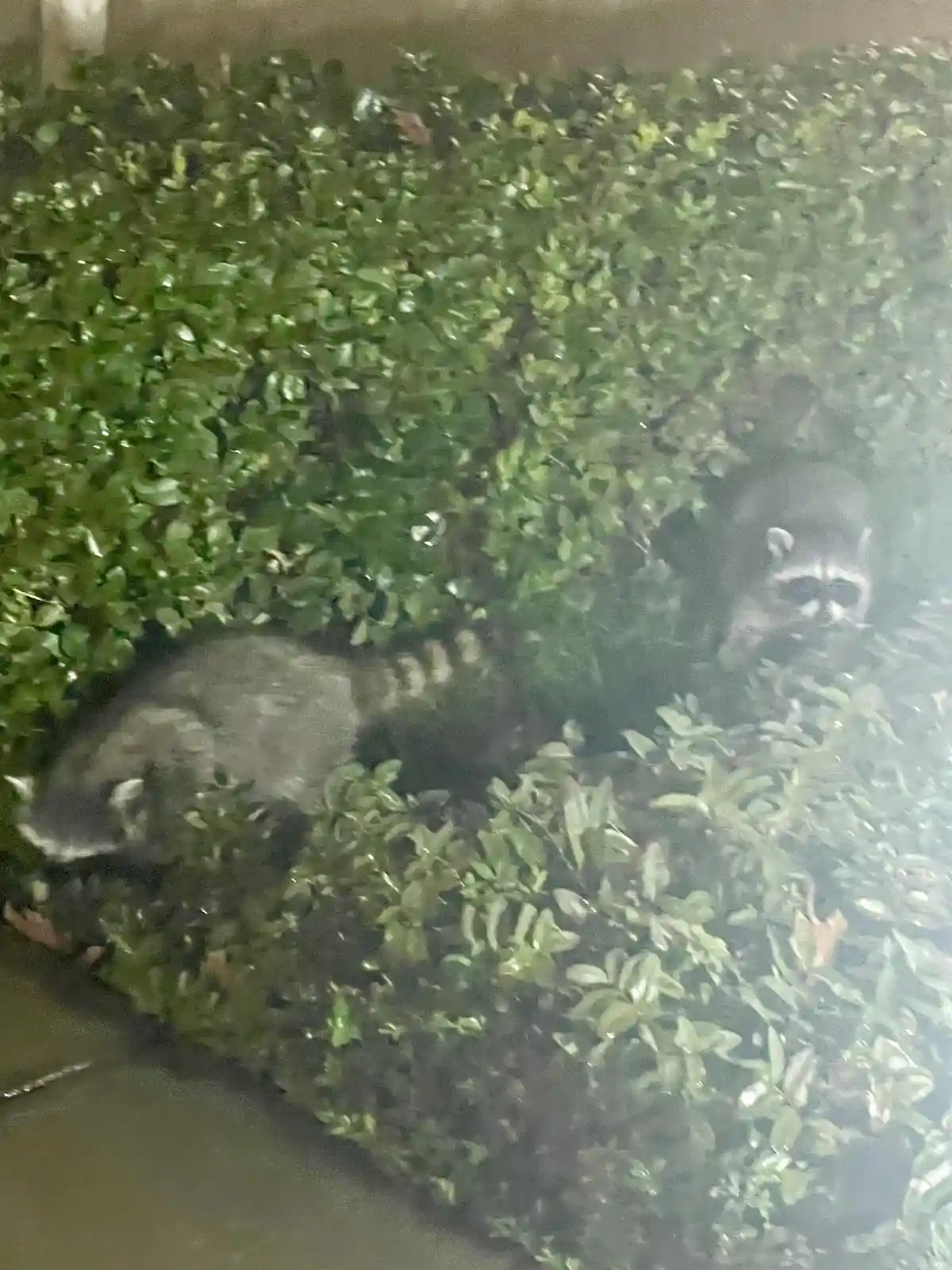 Two raccoons are partially hidden in a dense green hedge at night. One raccoon is on the left, mostly obscured, while the…