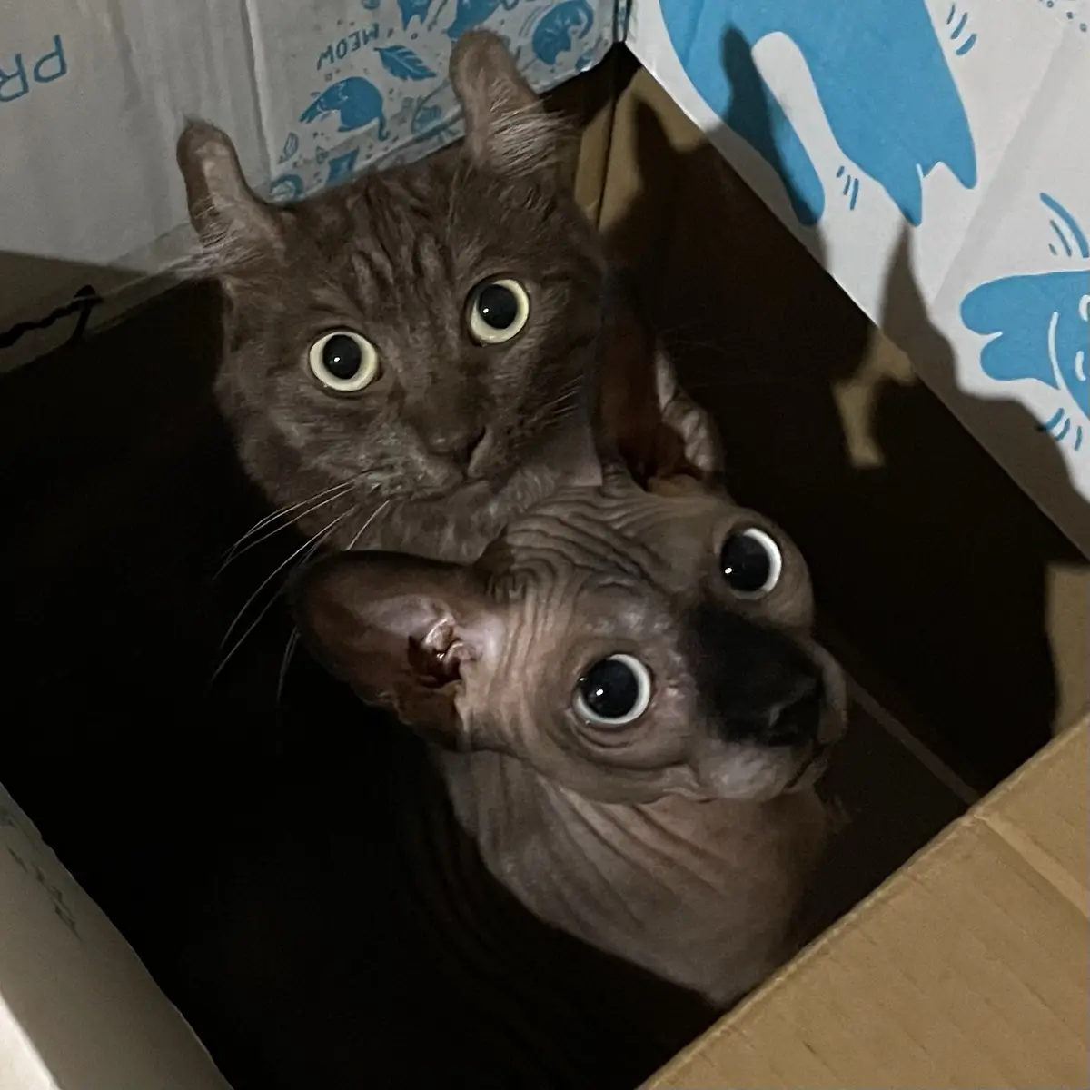 Two cats, one grey tabby and one hairless Sphynx, peer up with wide, startled eyes from inside a cardboard box lined with…
