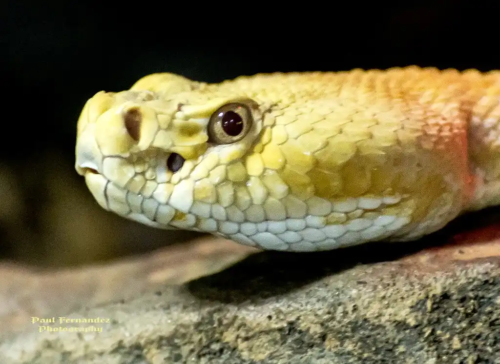 A close-up photograph of a yellowish snake, likely a rattlesnake, resting on a rock with a dark background. The snake's head…