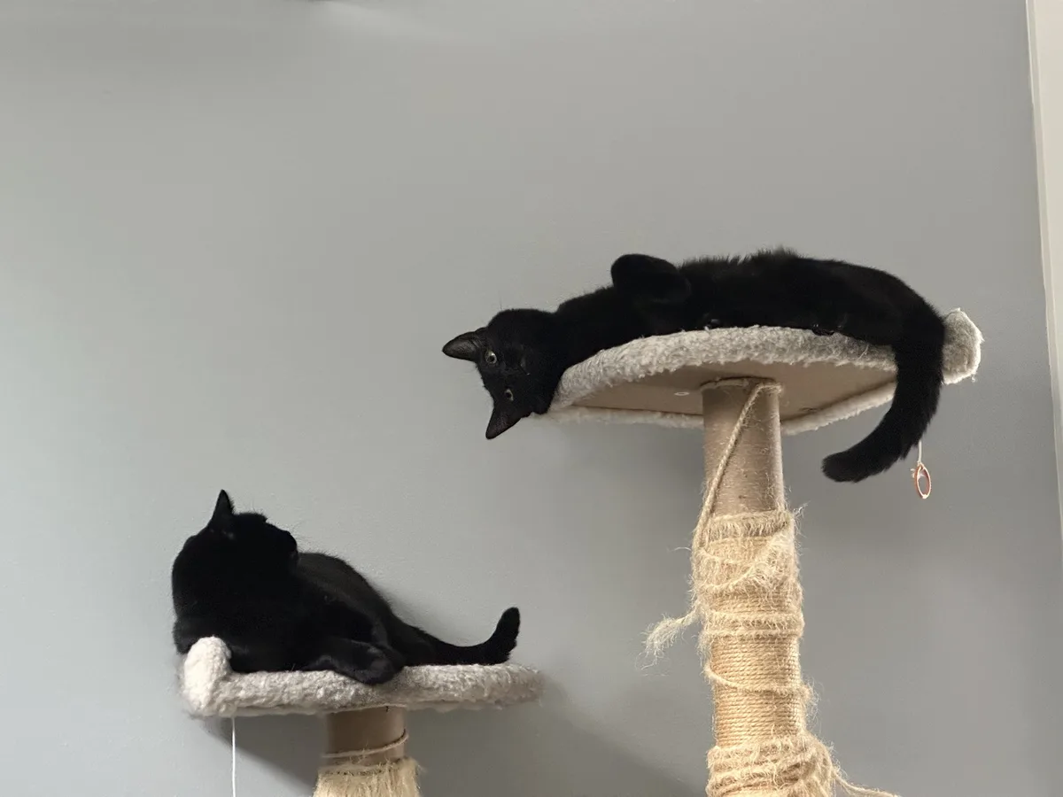 Two black cats are on separate levels of a cat tree; the top cat is lying on its back with its head hanging over the edge…
