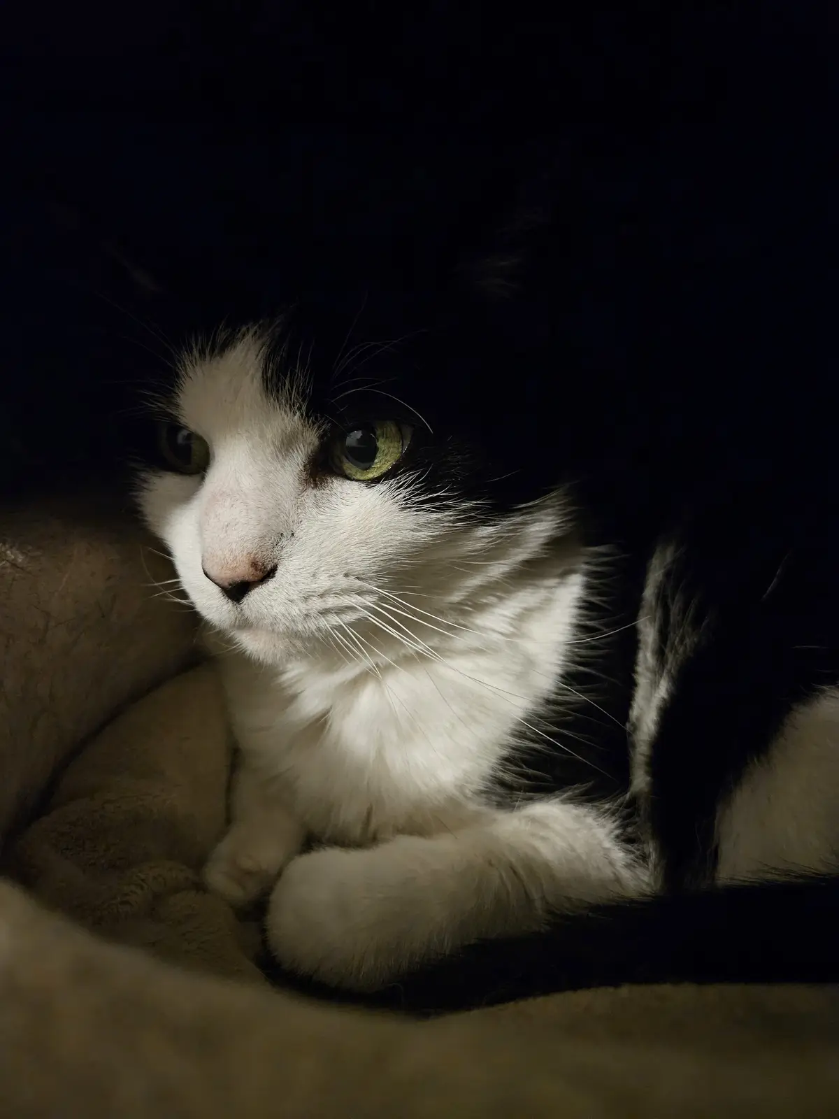 A black and white cat with green eyes is lying down in a dimly lit, cozy setting, looking directly at the camera with a…