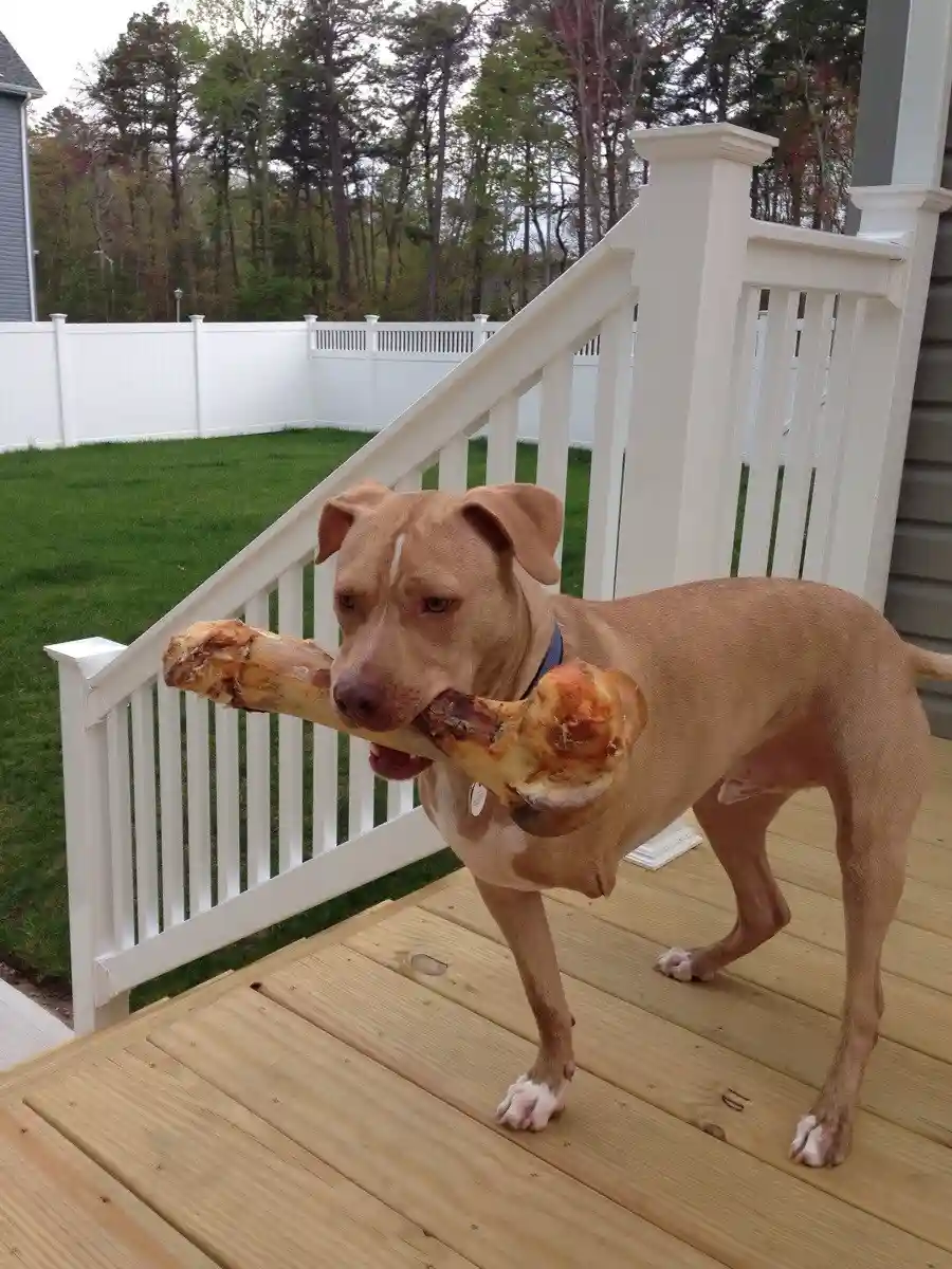 A tan dog stands on a wooden deck holding a large, greasy-looking bone in its mouth, looking directly at the camera with a…