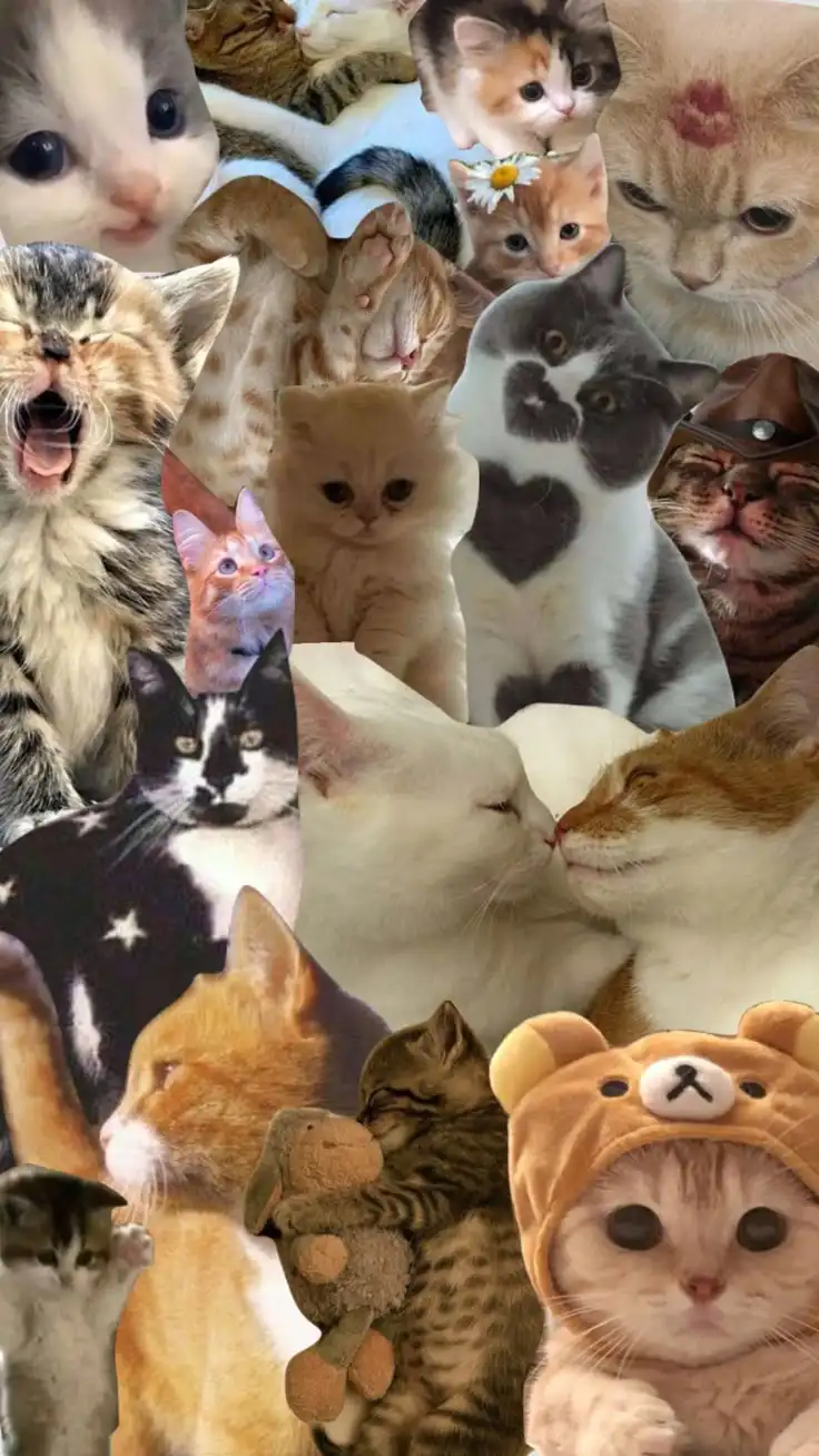 A collage of many different cats in various poses and outfits, including one with a heart on its chest, one wearing a hat…